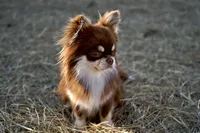 Murphy , a male Chihuahua for sale in Clemmons, NC – Photo 8 of 9