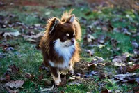 Murphy , a male Chihuahua for sale in Clemmons, NC – Photo 4 of 9