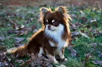 Murphy , a male Chihuahua for sale in Clemmons, NC – Photo 3 of 9