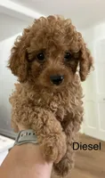 Diesel (F1B), a male Cavapoo and Cavalier King Charles Spaniel for sale in Clemmons, NC – 2 of 10