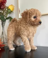 Violet, a female Cavapoo and Poodle - Toy  for sale in Clemmons, NC – 3 of 10