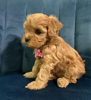 Mia, a female Cavapoo and Cavalier King Charles Spaniel for sale in Clemmons, NC – 4 of 10