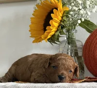 Daisy, a female Cavapoo and Cavalier King Charles Spaniel for sale in Clemmons, NC – 8 of 10