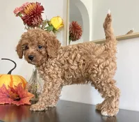 Diesel, a male Cavapoo and Poodle - Toy  for sale in Clemmons, NC – 6 of 10