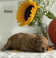Daisy, a female Cavapoo and Cavalier King Charles Spaniel for sale in Clemmons, NC – 10 of 10