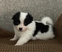 Rita, a female Chihuahua and Pomchi for sale in Clemmons, NC – 6 of 10