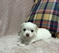 Sterling, a male Chihuahua for sale in Clemmons, NC – 6 of 10