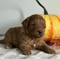 Amber, a female Cavapoo and Cavalier King Charles Spaniel for sale in Clemmons, NC – 7 of 10