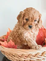 Simba, a male Cavapoo and Cavalier King Charles Spaniel for sale in Clemmons, NC – Photo 2 of 10