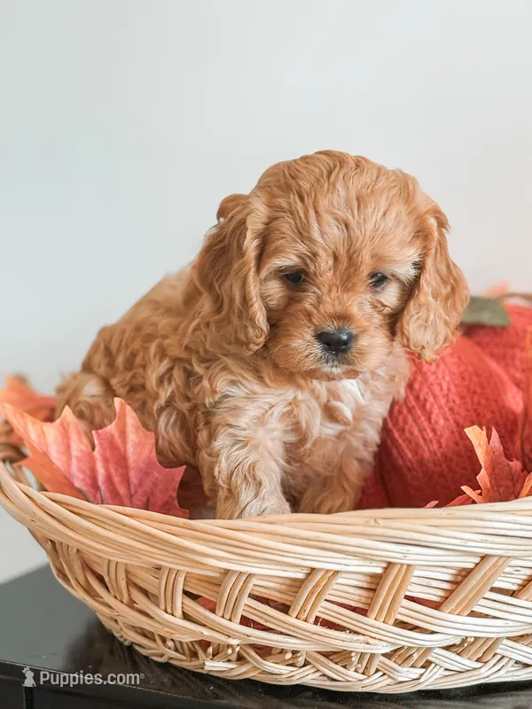 Simba, a male Cavapoo and Cavalier King Charles Spaniel for sale in Clemmons, NC – Photo 1 of 10