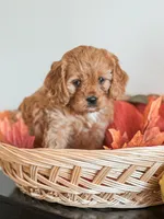 Simba, a male Cavapoo and Cavalier King Charles Spaniel for sale in Clemmons, NC – Photo 8 of 10