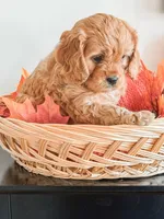 Simba, a male Cavapoo and Cavalier King Charles Spaniel for sale in Clemmons, NC – Photo 6 of 10