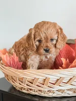 Simba, a male Cavapoo and Cavalier King Charles Spaniel for sale in Clemmons, NC – Photo 7 of 10