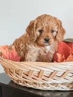 Simba, a male Cavapoo and Cavalier King Charles Spaniel for sale in Clemmons, NC – Photo 10 of 10