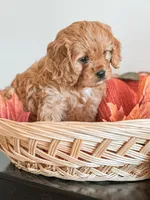 Simba, a male Cavapoo and Cavalier King Charles Spaniel for sale in Clemmons, NC – Photo 9 of 10