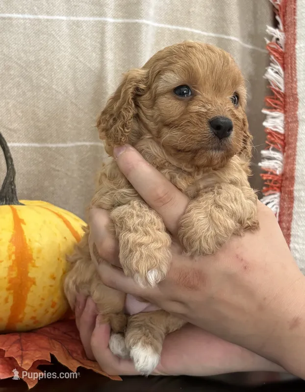 Violet – Cavapoo, Cavalier King Charles Spaniel puppy for sale in Clemmons, NC