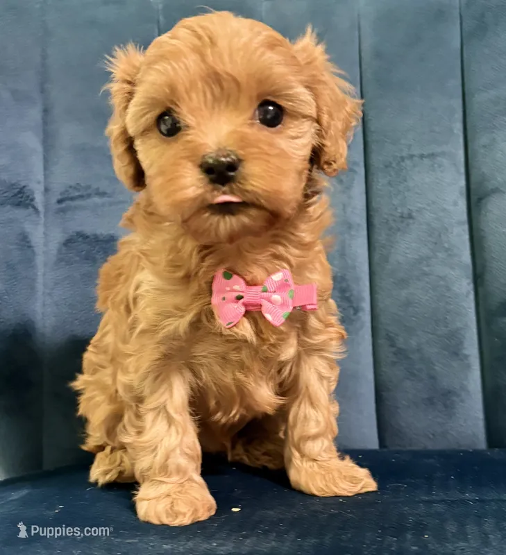 Mia – Cavapoo, Cavalier King Charles Spaniel puppy for sale in Clemmons, NC