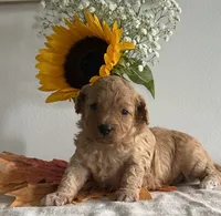 Violet, a female Cavapoo and Cavalier King Charles Spaniel for sale in Clemmons, NC – 8 of 9