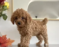 Diesel, a male Cavapoo and Poodle - Toy  for sale in Clemmons, NC – 4 of 10