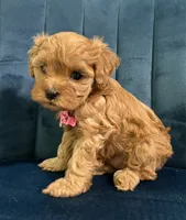 Mia, a female Cavapoo and Cavalier King Charles Spaniel for sale in Clemmons, NC – 5 of 10