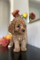 Diesel, a male Cavapoo and Poodle - Toy  for sale in Clemmons, NC – 3 of 10