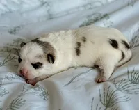Bentley, a male Chihuahua for sale in Clemmons, NC – 6 of 10