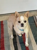 Avianna , a female Chihuahua for sale in Clemmons, NC – 2 of 10