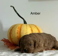 Amber, a female Cavapoo and Cavalier King Charles Spaniel for sale in Clemmons, NC – 2 of 10