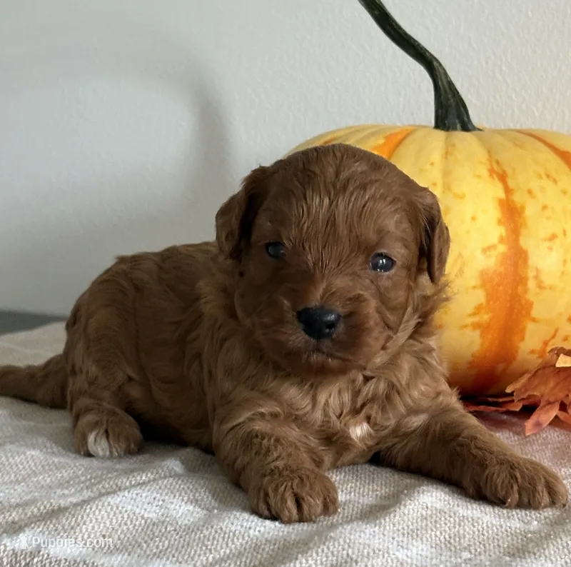 Amber – Cavapoo, Cavalier King Charles Spaniel puppy for sale in Clemmons, NC