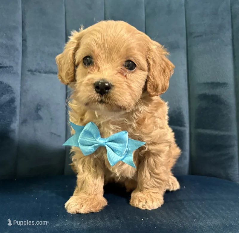 Milo – Cavapoo, Cavalier King Charles Spaniel puppy for sale in Clemmons, NC