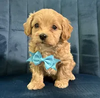 Milo, a male Cavapoo and Cavalier King Charles Spaniel for sale in Clemmons, NC – 1 of 10