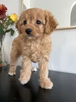 Violet, a female Cavapoo and Poodle - Toy  for sale in Clemmons, NC – 5 of 10