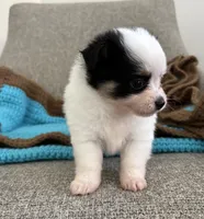 Remy, a male Chihuahua and Pomchi for sale in Clemmons, NC – 8 of 10