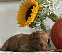 Daisy, a female Cavapoo and Cavalier King Charles Spaniel for sale in Clemmons, NC – 7 of 10