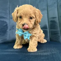 Milo, a male Cavapoo and Cavalier King Charles Spaniel for sale in Clemmons, NC – 7 of 10