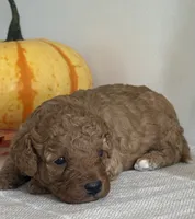 Diesel, a male Cavapoo and Cavalier King Charles Spaniel for sale in Clemmons, NC – 4 of 10