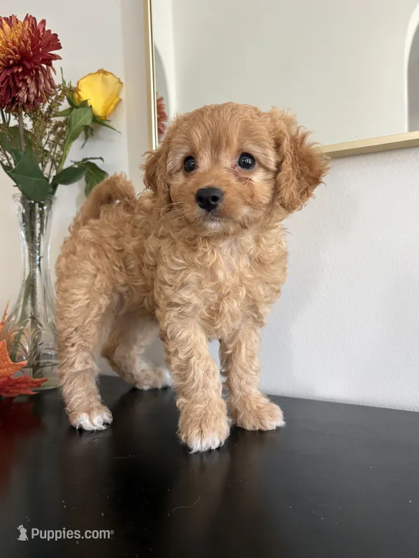 Violet – Cavapoo, Cavalier King Charles Spaniel puppy for sale in Clemmons, NC