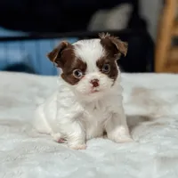 Prissy, a female Chihuahua for sale in Clemmons, NC – Photo 4 of 10