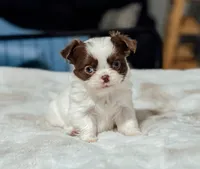 Prissy, a female Chihuahua for sale in Clemmons, NC – Photo 4 of 10