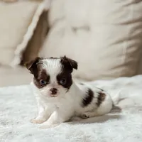 Prissy, a female Chihuahua for sale in Clemmons, NC – Photo 7 of 10