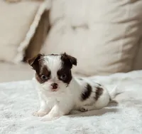 Prissy, a female Chihuahua for sale in Clemmons, NC – Photo 7 of 10