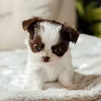 Prissy, a female Chihuahua for sale in Clemmons, NC – Photo 6 of 10