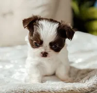 Prissy, a female Chihuahua for sale in Clemmons, NC – Photo 6 of 10