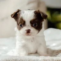 Prissy, a female Chihuahua for sale in Clemmons, NC – Photo 1 of 10