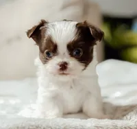 Prissy, a female Chihuahua for sale in Clemmons, NC – Photo 1 of 10