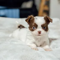 Prissy, a female Chihuahua for sale in Clemmons, NC – Photo 5 of 10