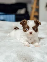 Prissy, a female Chihuahua for sale in Clemmons, NC – Photo 5 of 10