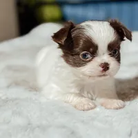 Prissy, a female Chihuahua for sale in Clemmons, NC – Photo 9 of 10