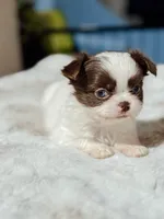 Prissy, a female Chihuahua for sale in Clemmons, NC – Photo 9 of 10