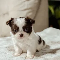 Prissy, a female Chihuahua for sale in Clemmons, NC – Photo 3 of 10